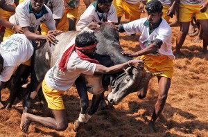 Bull tamers try to control a bull during the bull-taming sport called Jallikattu, in Alanganallur. Jallikattu is an ancient heroic sporting event of the Tamils played during the harvest festival of Pongal.