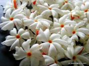 Image result for பவழமல்லி