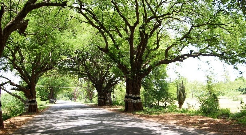 Image result for à®ªà¯à®³à®¿à®¯à®®à®°à®®à¯