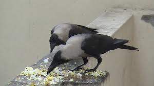 Image result for à®à®¾à®à¯à®à¯à®à¯à®à¯ à®à¯à®±à¯