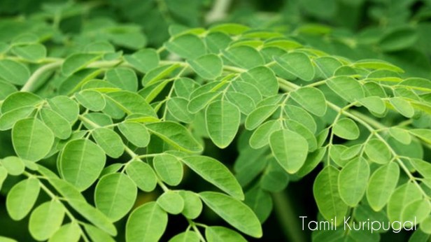 முருங்கை கீரையின் மருத்துவ பயன்கள்.