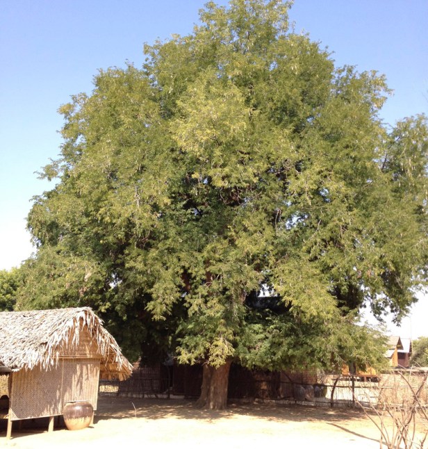 Food History Jottings: Charles Carter's 1730 Prunella and Tamarind ...