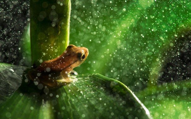 வரலாற்று அறிவியல்: மழை காலங்களில் ...