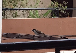 திருமதி பக்கங்கள்: சிட்டுக்கள்! சின்னச் சிட்டுக்கள்!