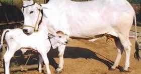 கறவை மாடு வாங்கும்போது விவசாயிகள் கவனிக்க -(Maadu vaangumpothu kavanika vendiyavai) ~ இயற்கை விவசாயம்